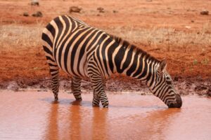 Esta empresa simula o treinamento para os comandos indianos, cria um atlas vivo